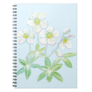 Carnet Rose de Noël, Helleborus niger