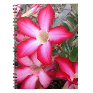 Carnet Rose du désert