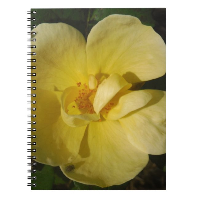 Carnet Rose jaune sauvage (Devant)