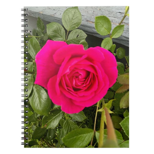 Carnet Rose rose #4 (Devant)