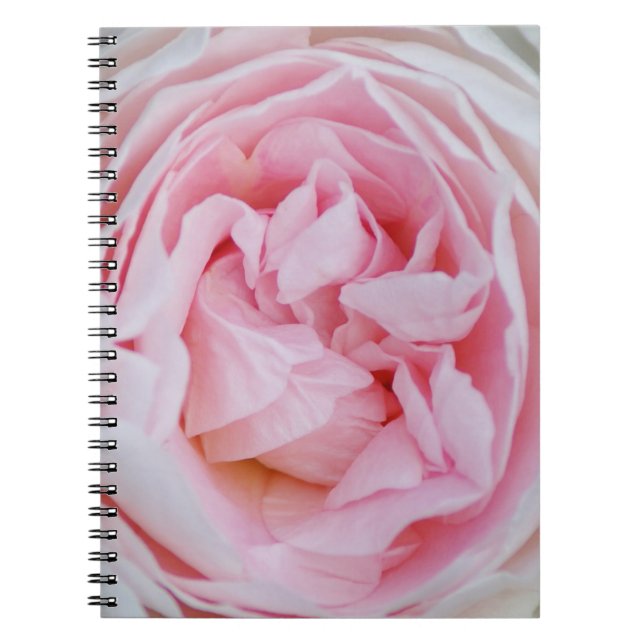 Carnet Rose rose Fleur Roses roses roses rose pétales Fle (Devant)