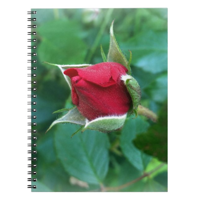 Carnet rosebud rouge (Devant)