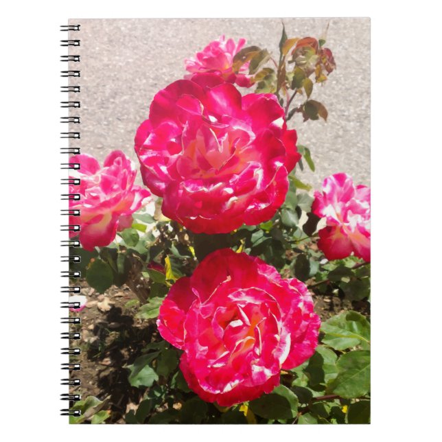 Carnet Roses du jardin rouge (Devant)