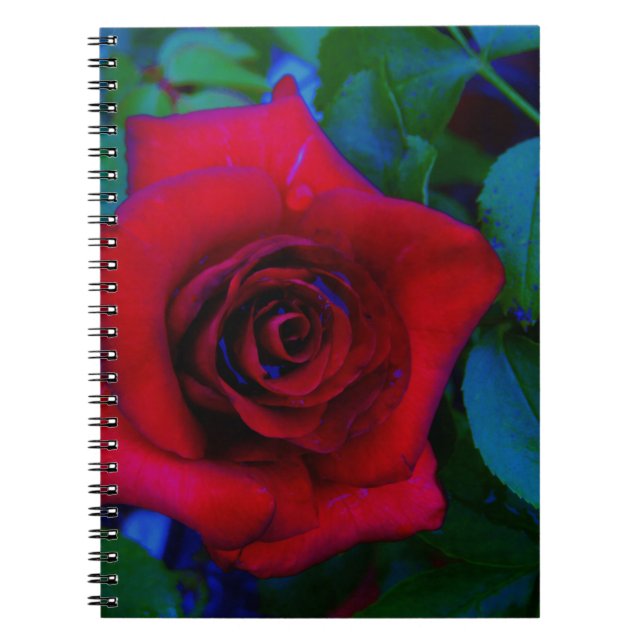 Carnet Roses rouges aux tons bleus (Devant)