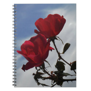 Carnet Roses rouges contre un ciel bleu vif