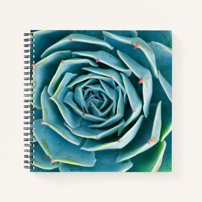 Carnet Rosette d'Echeveria, Jardin Secret de Marrakech (Devant)