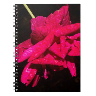 Carnet Rosier de jardin