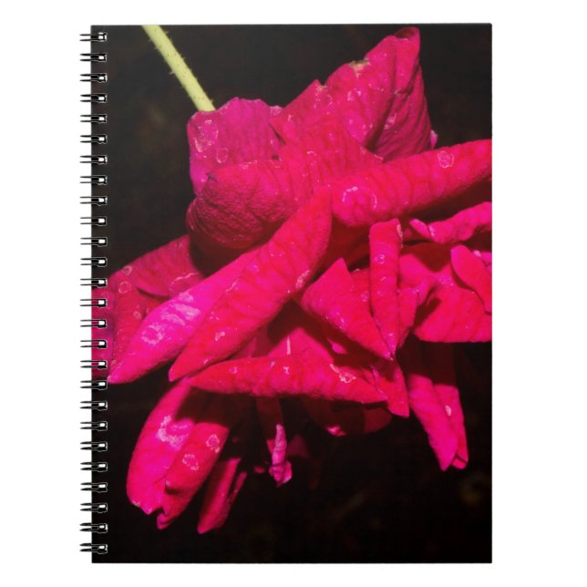 Carnet Rosier de jardin (Devant)