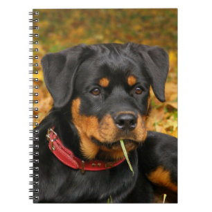 Carnet Rottweiler Pup Allongé Sur Le Terrain Dans La Forê