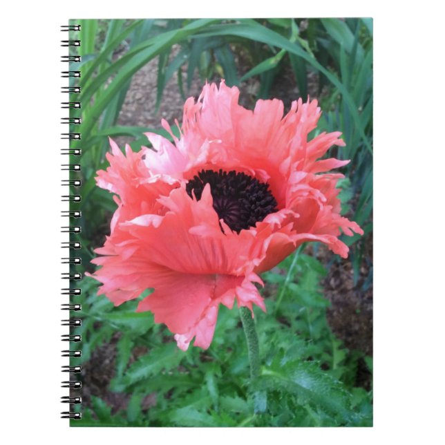 Carnet "Rouffes roses" POPPY — (Devant)