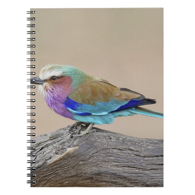 Carnet Rouleau à poitrine Lilac (Coracias caudata) (Devant)