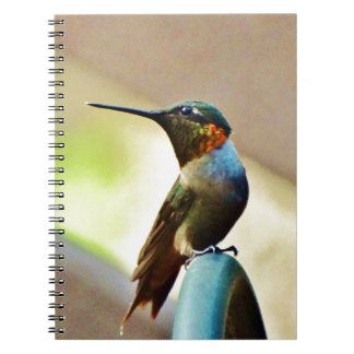 Carnet Ruby perché et petit colibri vert