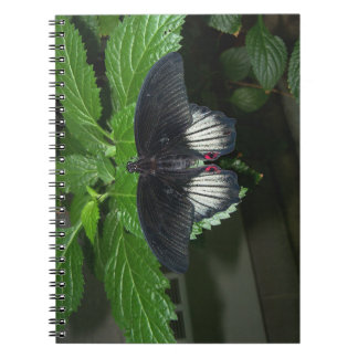Carnet Rumanzovia Swallowtail - Homme