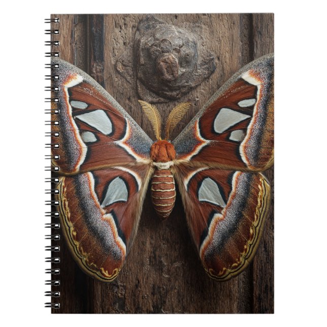 Carnet rustique Atlas Moth (Devant)