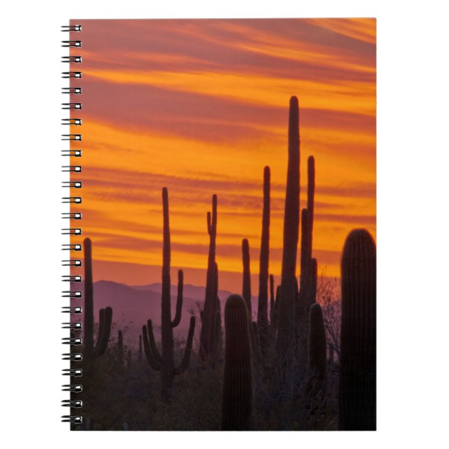 Carnet Saguaro, coucher de soleil, Parc national de Sagua (Devant)