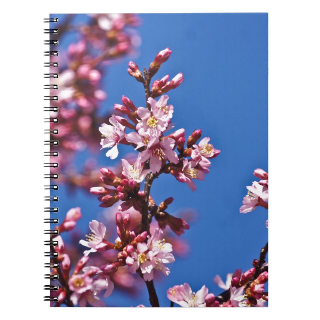 Carnet Sakura Cerisiers en Fleur Touchant le Bleu (Devant)