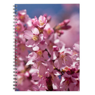 Carnet Sakura Cherry Blossoms embrassés par Sunlight