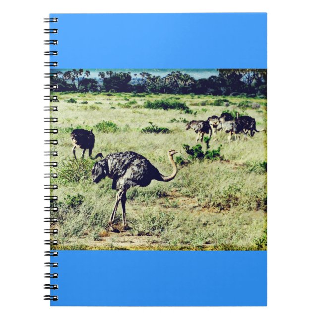 Carnet Samburu Ostriches (Devant)