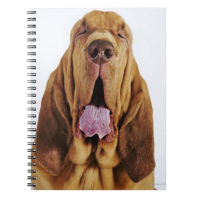 Carnet Sanglage (St. Hubert Hound) avec yeux fermés, (Devant)