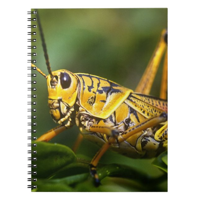 Carnet Sauterelle, Parc national des Everglades, Floride, (Devant)
