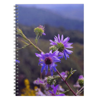 Carnet sauvage d'asters