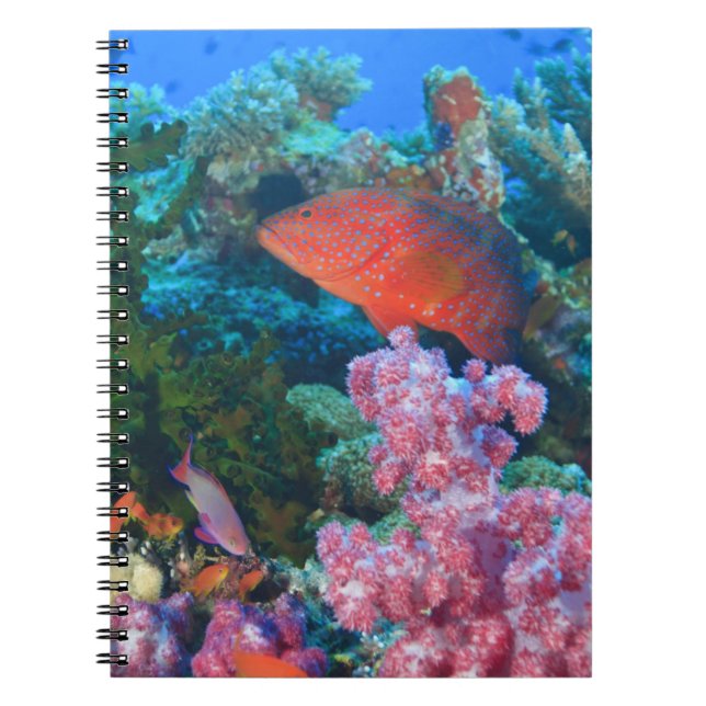 Carnet Scolarisation Pseudanthias (Devant)