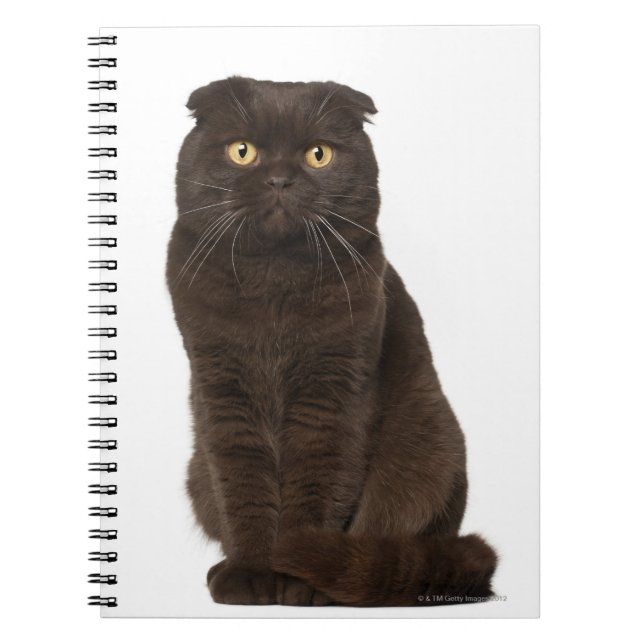 Carnet Scottish Fold (18 mois) assis (Devant)