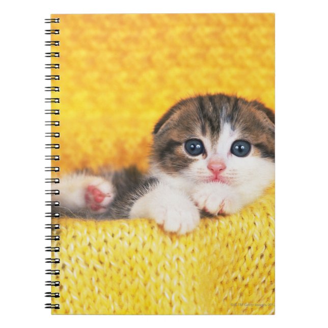 Carnet Scottish Fold ; est une race de chat avec un natur (Devant)