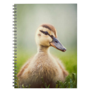 Carnet Se pencher de Mallard de bébé