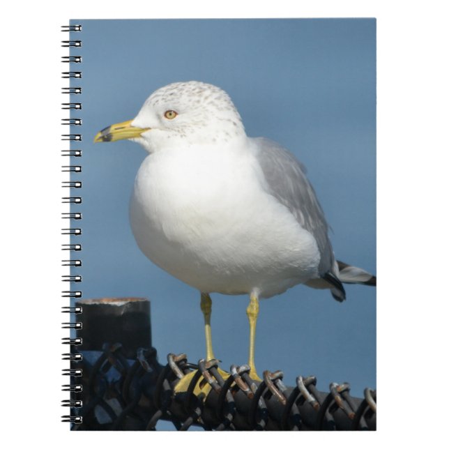 Carnet Seagull (Devant)