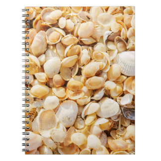 Carnet Seashell texturé arrière - plan de plage d'été.