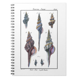 Carnet Sept coquillages colorés