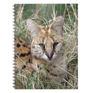 Carnet Serval cat relaxing in grass