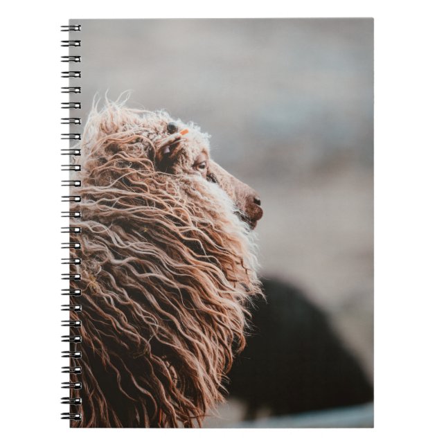 CARNET SHEEP (Devant)