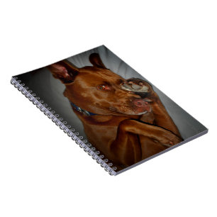 Carnet Shop Chocolate Lab Pit Mix Chien
