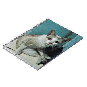 Carnet Siamese Chat Friend