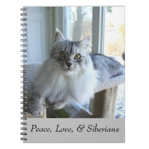 Carnet sibérien de chat