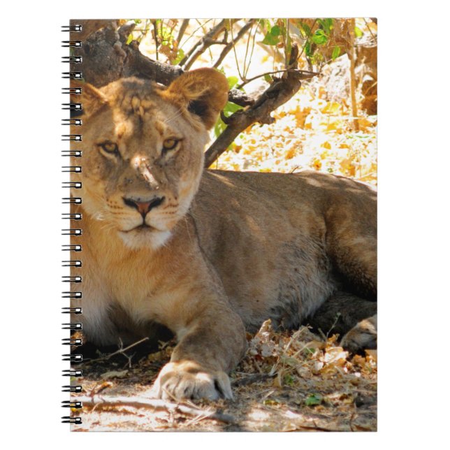 Carnet Siesta Time (Devant)