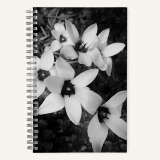 Carnet Silent Symmetry