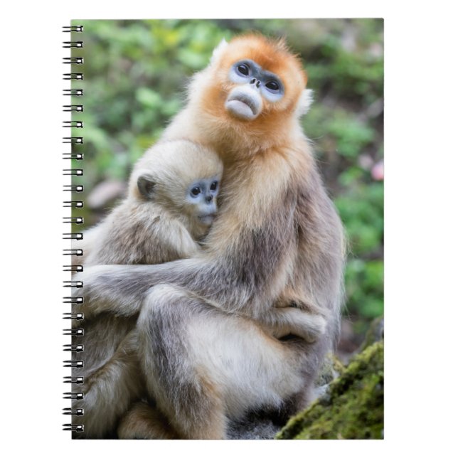 Carnet Singe à nez retroussé doré avec bébé (Devant)