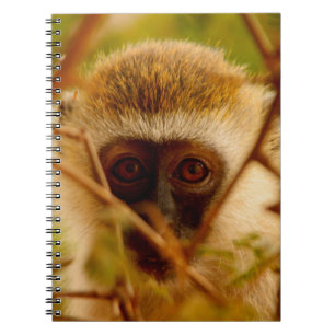 Carnet Singe Cheeky.