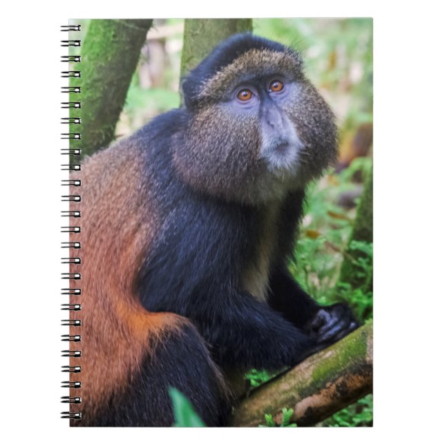 Carnet Singe doré, Rwanda (Devant)