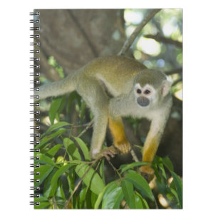 Carnet Singe écureuil commun, (Saimiri sciureus), Rio