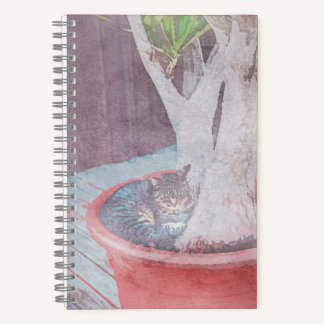 Carnet sleeping outdoor cat