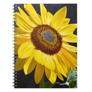 Carnet Solfette jaune