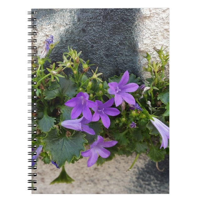 Carnet sortie de la fleur murale (Devant)