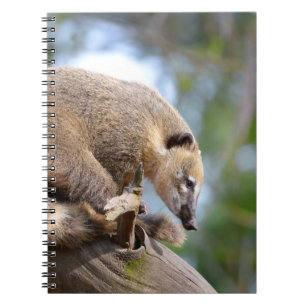 Carnet South American Coati sur la branche Carte postale