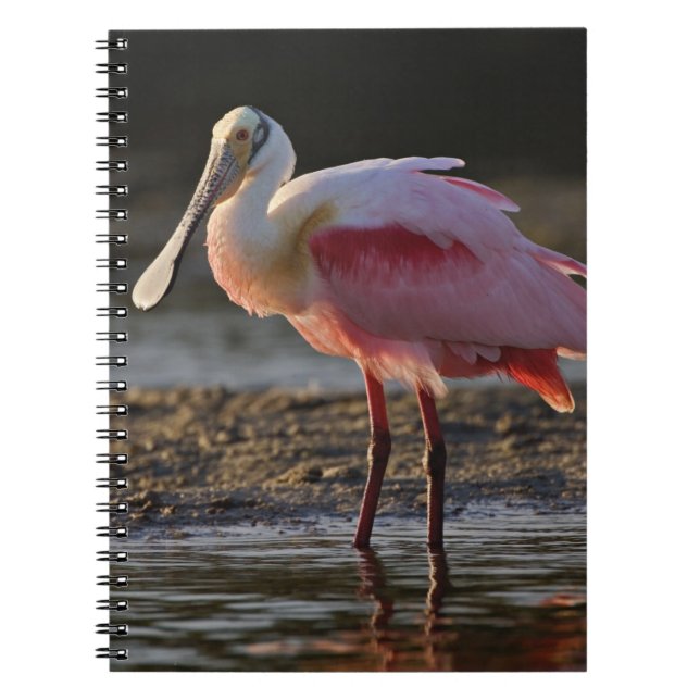 Carnet Spatule rosée, Ajaia ajaja, Ding Darling (Devant)