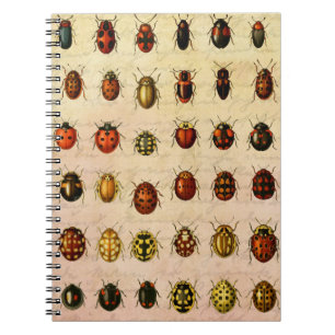 Carnet Spécimen de coccinelle vintage Motif Insecte antiq