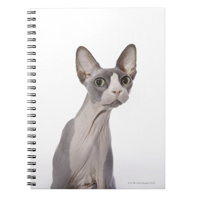 Carnet Sphynx Cat with surprised expression (Devant)